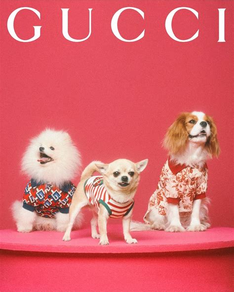 cane di sespo gucci|The Gucci Pet Collection is unveiled through a series of pet .